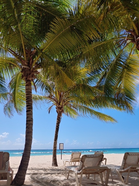 Royal Barbados_PalmTrees_Scaled